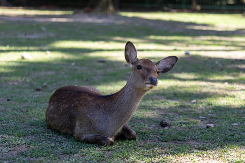 deer collisions uk