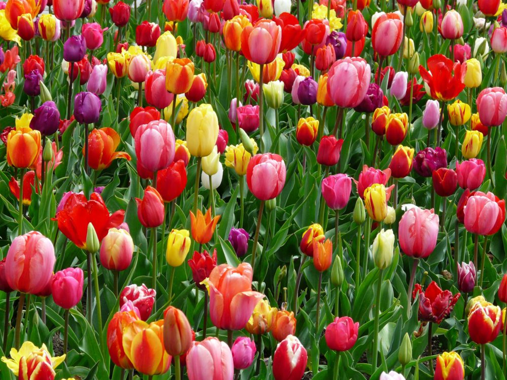 tulips